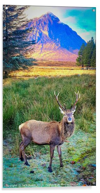 Red deer stag in Glencoe Acrylic by Jack Byers