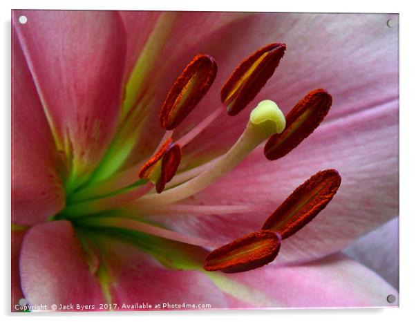 Pink Lillies Acrylic by Jack Byers