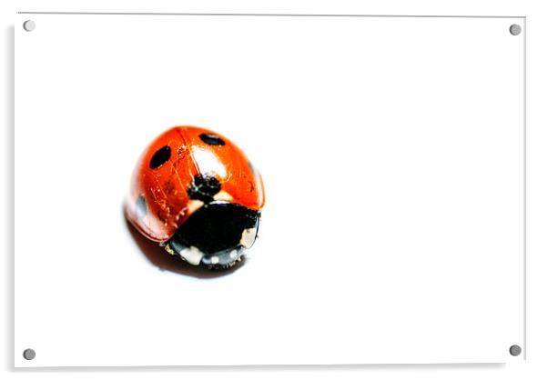 Macro Ladybird Acrylic by Keith Briggs