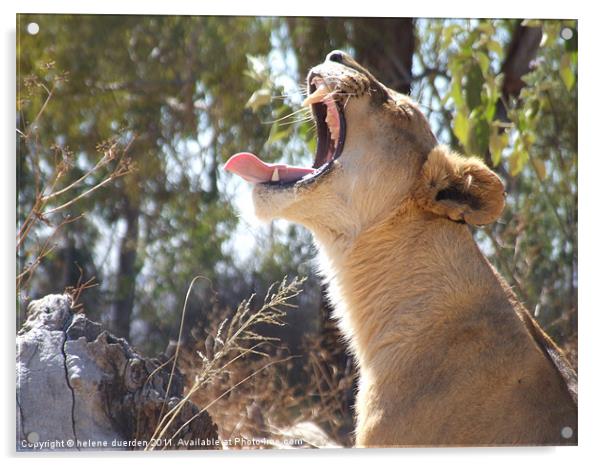 Lioness Yawning Acrylic by helene duerden