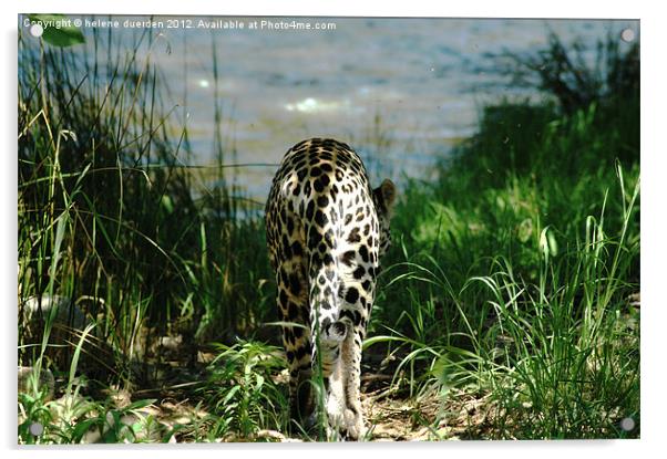 Leopard and water Acrylic by helene duerden