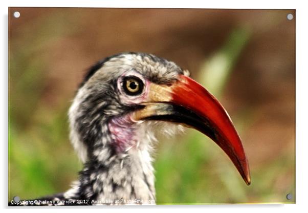 Are you looking at me? Acrylic by helene duerden