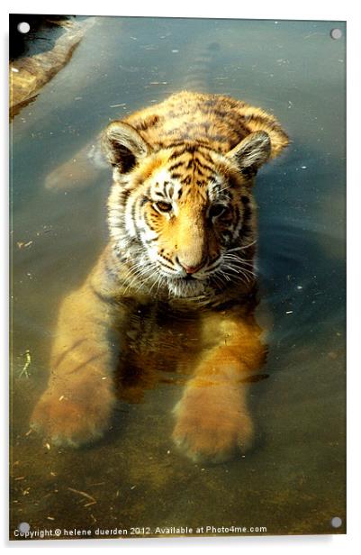 Tiger in water Acrylic by helene duerden