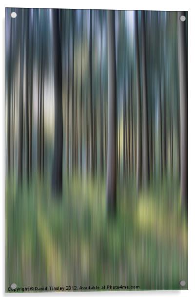 Spruce Woods Acrylic by David Tinsley