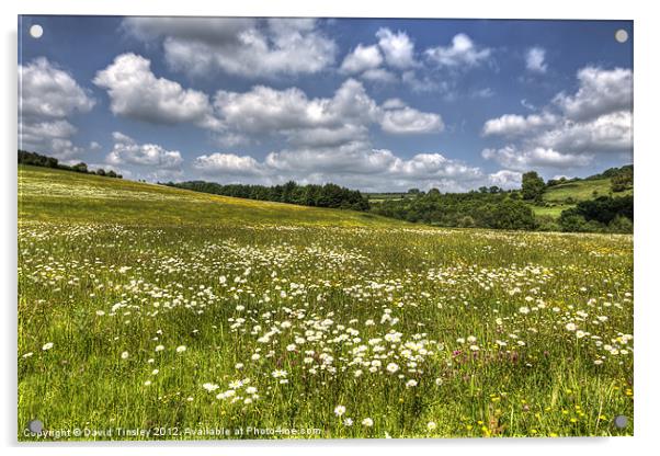 Summer Meadow Acrylic by David Tinsley