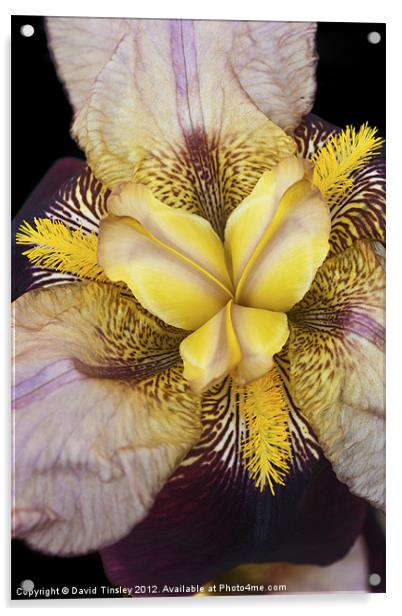 Bearded Iris Acrylic by David Tinsley