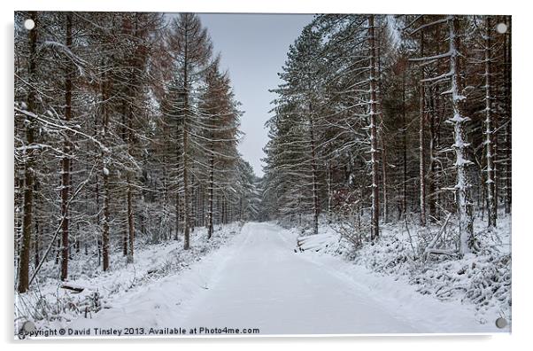 Winter Spruce Acrylic by David Tinsley