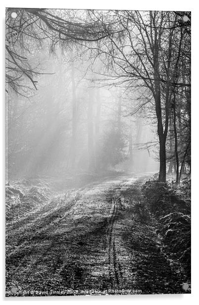 Mist In The Forest Acrylic by David Tinsley