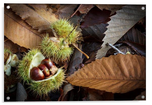 Chestnuts and Leaves Acrylic by David Tinsley