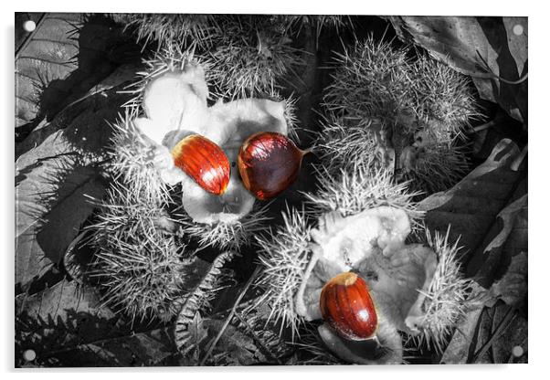 Selective Chestnuts Acrylic by David Tinsley