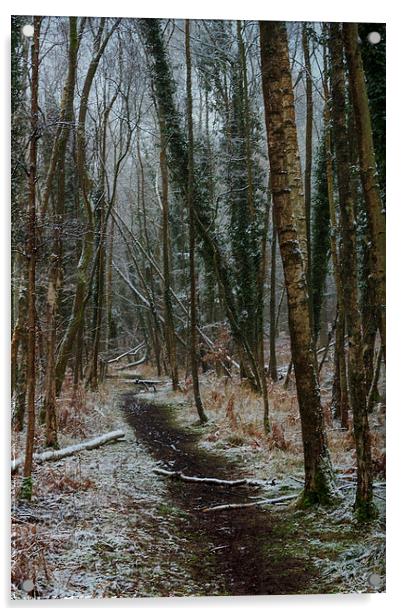 Winter Birch Acrylic by David Tinsley