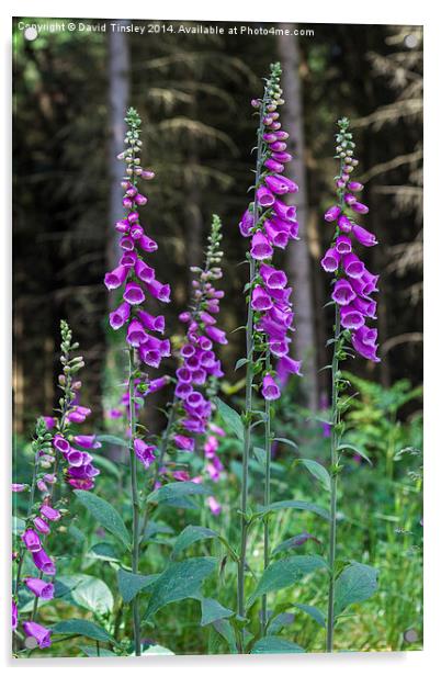 Woodland Foxgloves Acrylic by David Tinsley