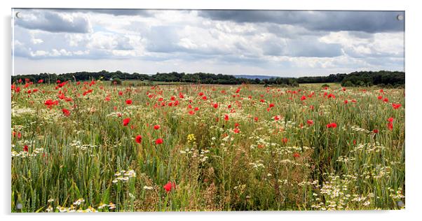 Panoramic Poppies Acrylic by David Tinsley