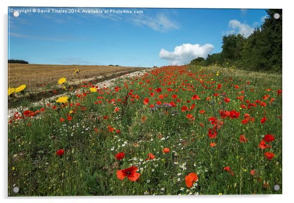  Cornfield Poppies II Acrylic by David Tinsley