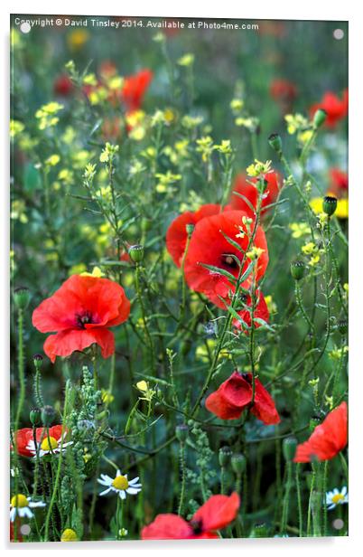  Summer Wild Flowers Acrylic by David Tinsley