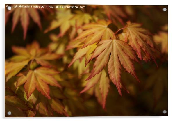  Autumn Acer Acrylic by David Tinsley
