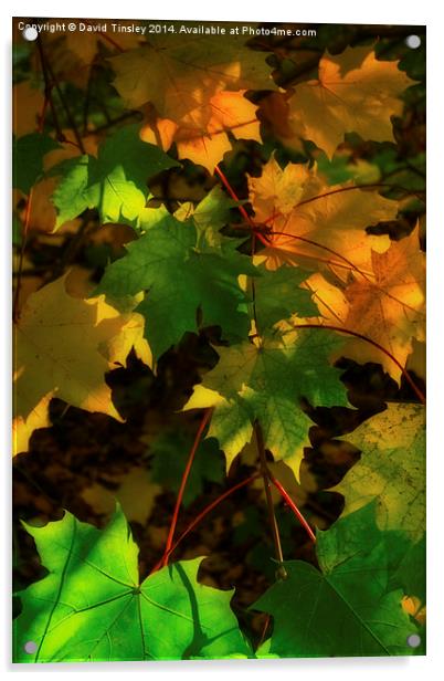  Autumn Sycamore Acrylic by David Tinsley