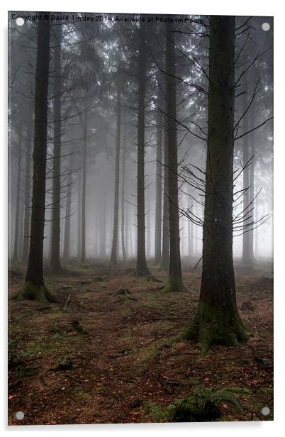  Misty Spruce Woods Acrylic by David Tinsley