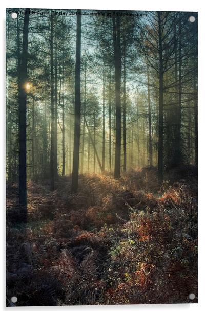  Misty Winter Woodland - I Acrylic by David Tinsley