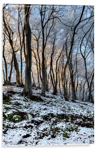  Twisted Beech - II Acrylic by David Tinsley