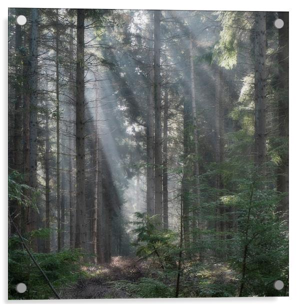  Spruce Wood Sunbeams Acrylic by David Tinsley