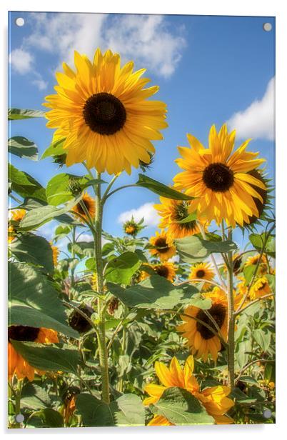  Sunflowers Acrylic by David Tinsley