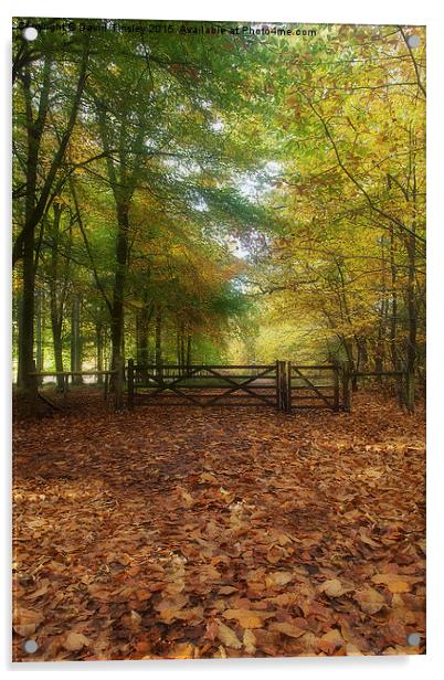 Gateway to the Forest Acrylic by David Tinsley