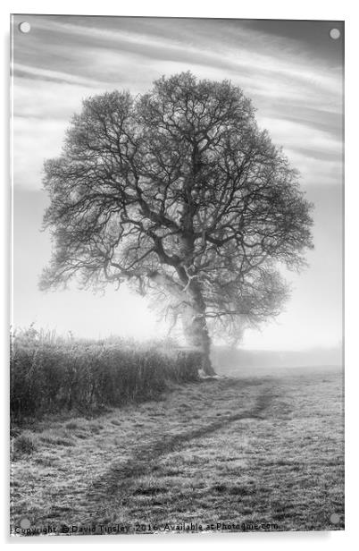 Misty Morning Oak Acrylic by David Tinsley