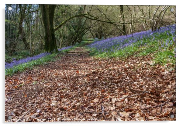 Bluebells and Beech Leaves Acrylic by David Tinsley