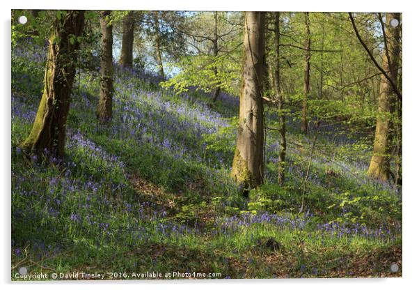 Hillside Bluebells Acrylic by David Tinsley