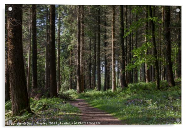 Spruce Woodland Path Acrylic by David Tinsley
