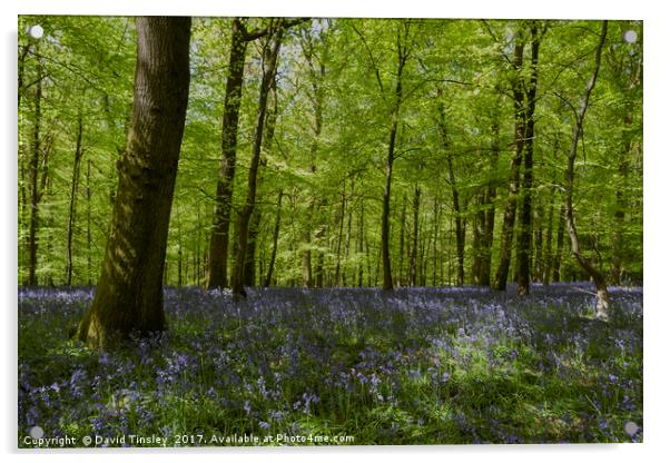 Bluebell Glade 3 Acrylic by David Tinsley
