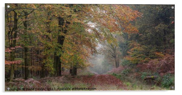 Autumn Walk Acrylic by David Tinsley
