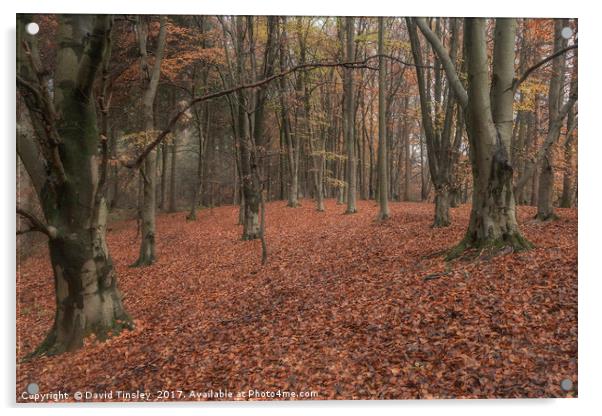 Autumn Splendour Acrylic by David Tinsley