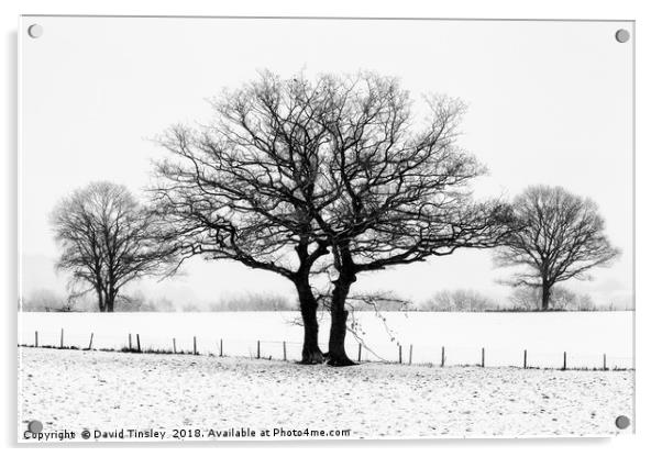 Three Winter Oaks Acrylic by David Tinsley