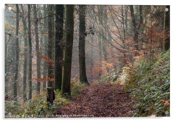 Misty Forest Walk Acrylic by David Tinsley