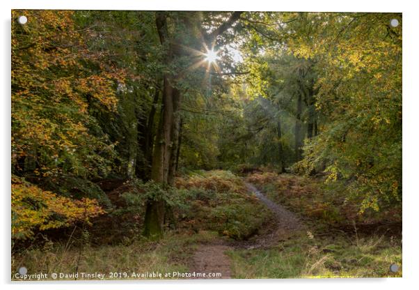 Early Autumn Sunlight Acrylic by David Tinsley
