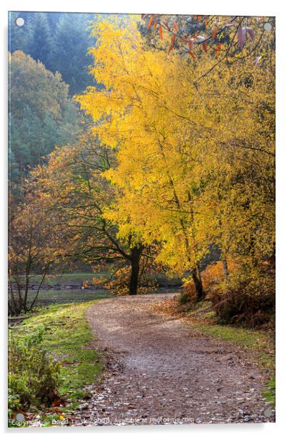 Late  Autumn Colours No. 2 Acrylic by David Tinsley