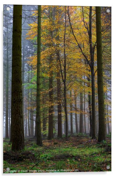 Misty Autumn Woodland No. 4 Acrylic by David Tinsley