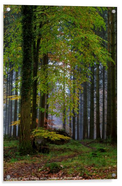 Misty Autumn Woodland No.3 Acrylic by David Tinsley