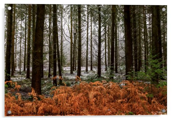 Snowy Woodland Walk No.5 Acrylic by David Tinsley