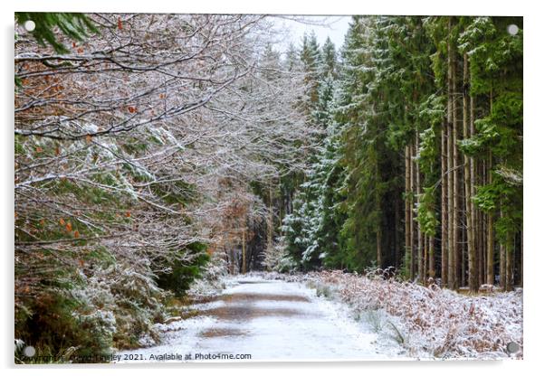 Snowy Woodland Walk No.3 Acrylic by David Tinsley