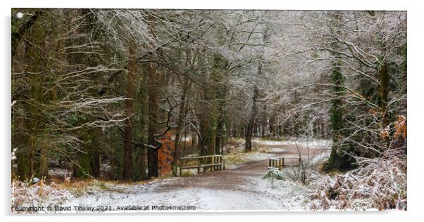 Snowy Woodland Walk No.9 Acrylic by David Tinsley