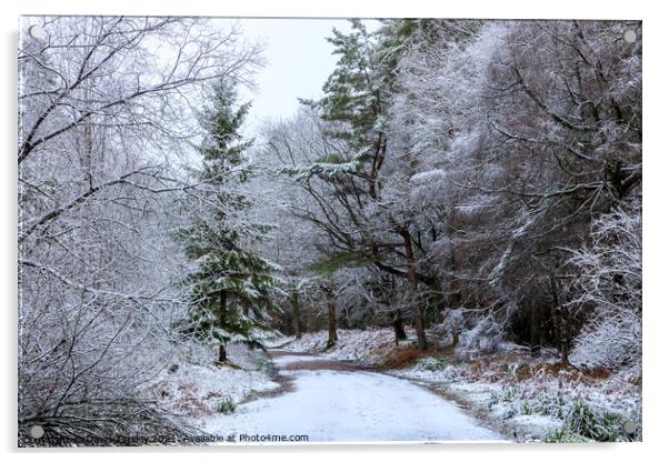 Snowy Woodland Walk No.1 Acrylic by David Tinsley