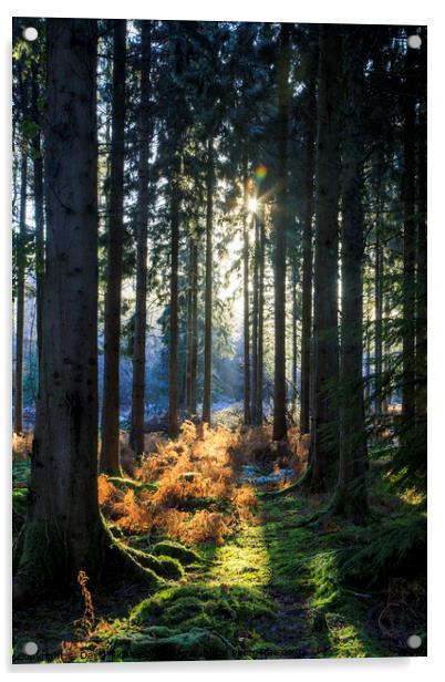 Spruce Ride Sunrise Acrylic by David Tinsley