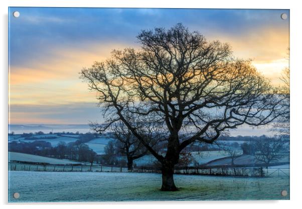Oak Sunrise Acrylic by David Tinsley