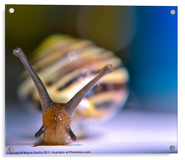 snail pace Acrylic by Wayne Baillie
