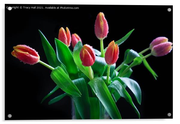Tulip Display Acrylic by Tracy Hall