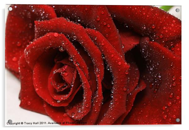 Showered Red Rose Acrylic by Tracy Hall