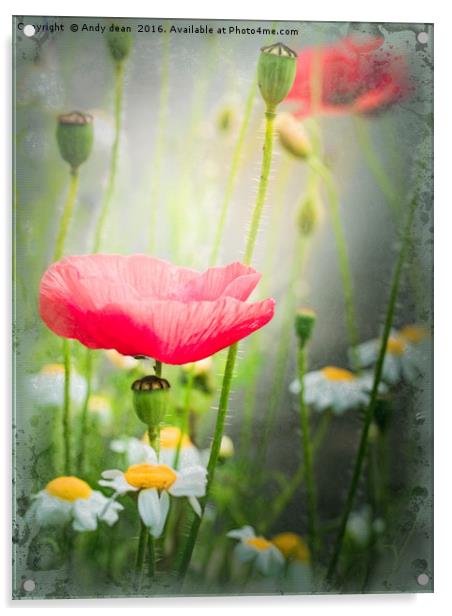 Summer Poppy Acrylic by Andy dean